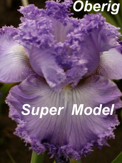Super Model (2)