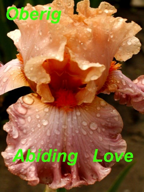 Abiding Love (3)