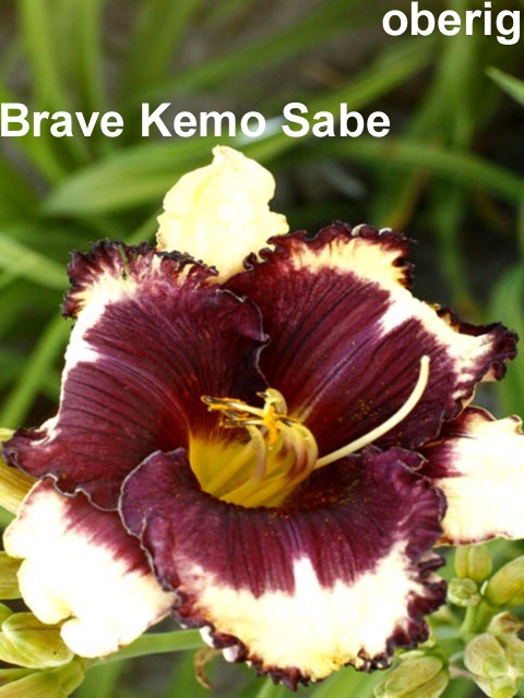 Brave Kemo Sabe